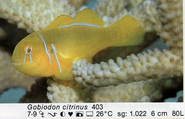 Gobiodon citrinus